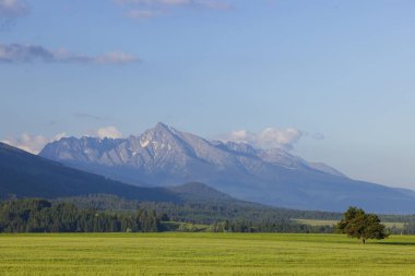 Krivan tepesi engin yeşil bir tarlanın üzerinde tek başına duran ağaçlar ve ormanlar.