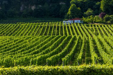 Lüksemburg 'un şarap bölgesinde, güneşli gökyüzünün altında, teraslarda yetişen yeşil üzümler.