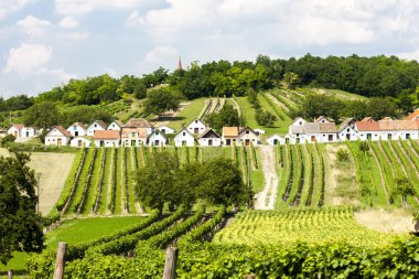 Üzüm bağları, Galgenberg, aşağı Avusturya ile şarap mahzenleri
