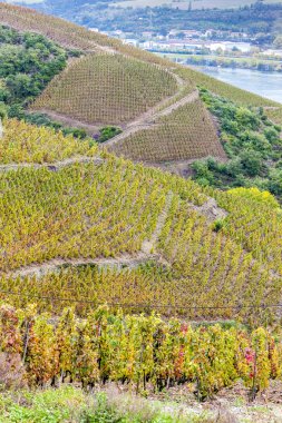 Grand cru bağ, Cote Rotie, Rhône-Alpes