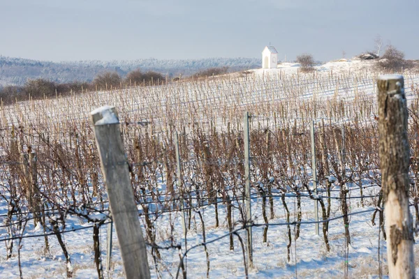 Vinha de inverno perto de Hnanice, Morávia do Sul, República Checa — Fotografia de Stock