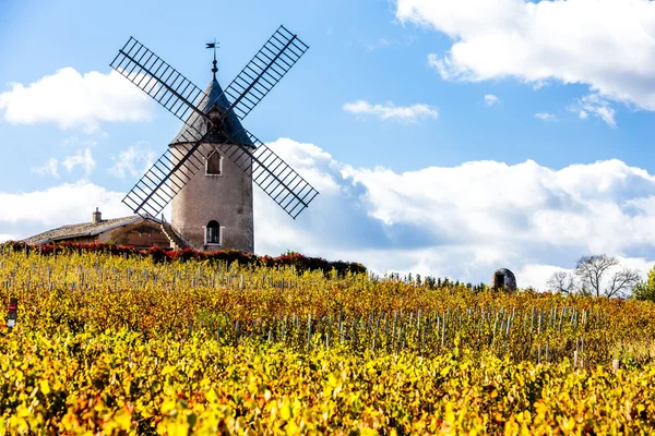 Vineyard with windmill near Chenas, Beaujolais — Stock Photo, Image