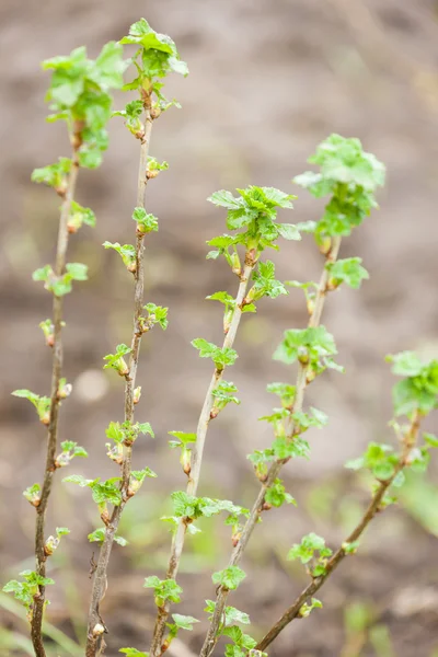 Rama del arbusto actual en primavera — Foto de Stock