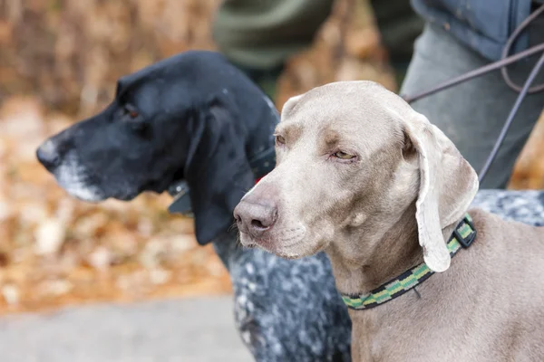 Porträt von Jagdhunden — Stockfoto