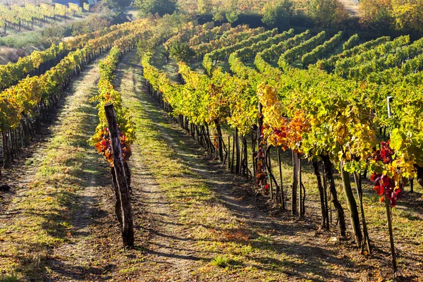Vista de viñedos otoñales, Baja Austria — Foto de Stock