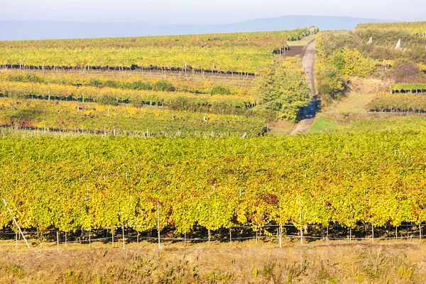 Blick auf herbstliche Weinberge bei jetzelsdorf, Niederösterreich — Stockfoto