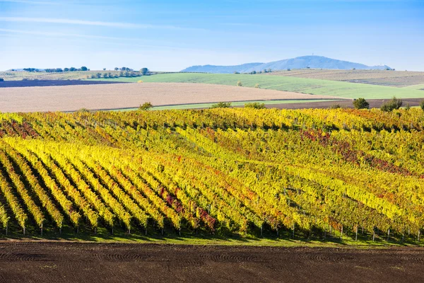 Vista de viñedos otoñales cerca de Velke Bilovice — Foto de Stock