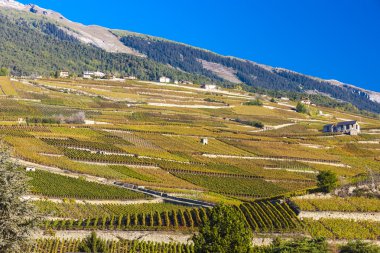 Üzüm bağları Sion bölgesinde, Kanton Valais
