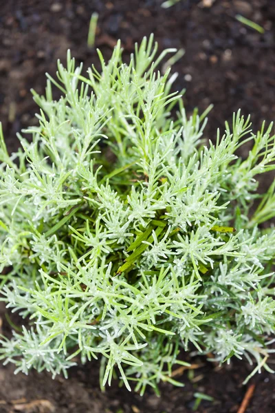 Zioła w ogrodzie - helichrysum italicum — Zdjęcie stockowe