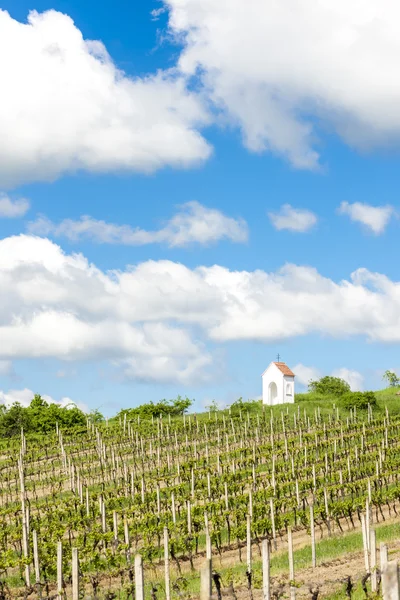 Voorjaar wijngaard in de buurt van Hnanice, Zuid-Moravië — Stockfoto