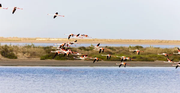 Flamingos in der Camargue, Provence — Stockfoto