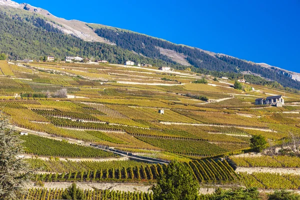 Vinhedos na região de Sion, cantão Valais — Fotografia de Stock