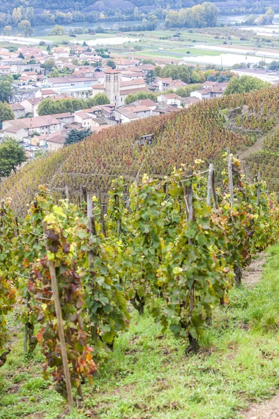 Grand cru vineyard of Cote Rotie, Rhone-Pées — стоковое фото