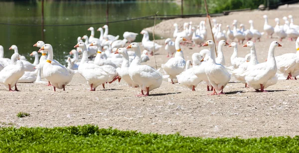 Goose farm, Czech Republic — Stock Photo, Image