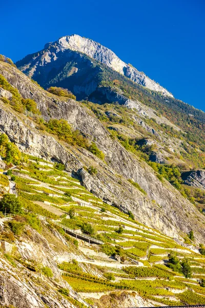 Vineyards in Ardon region, canton Valais — Stock Photo, Image