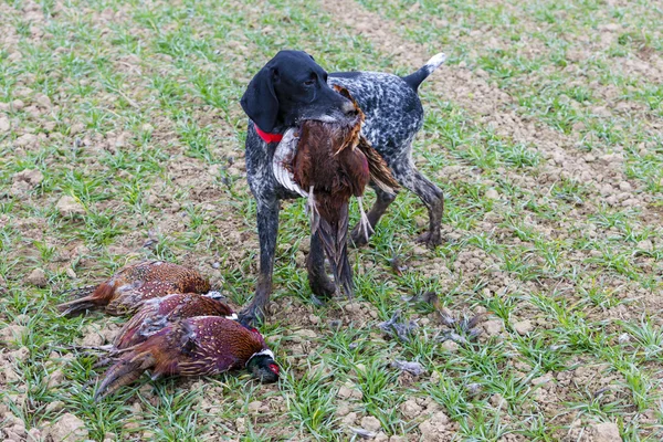 Perro de caza con una captura — Foto de Stock