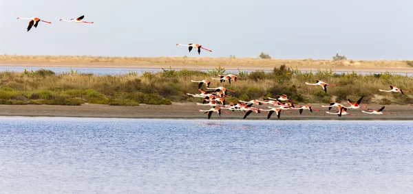 Flamingos em Camargue, Provence — Fotografia de Stock