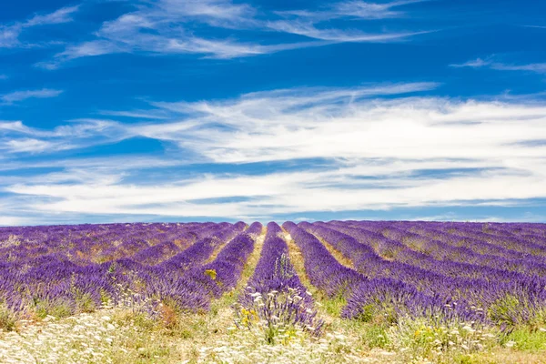 Lavanta tarlası, Provence, Fransa — Stok fotoğraf