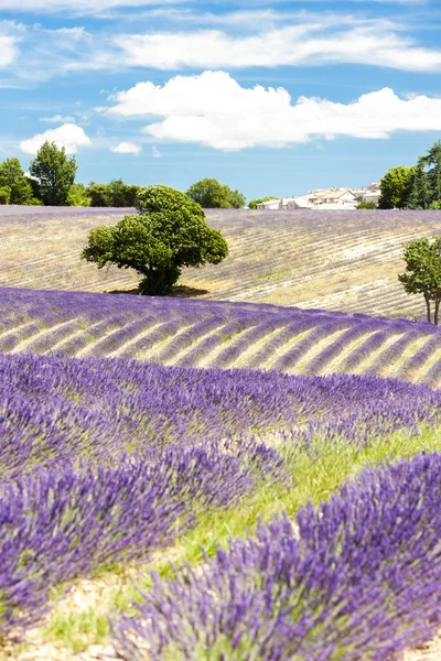 Campo de lavanda con árboles, Provenza, Francia — Foto de Stock