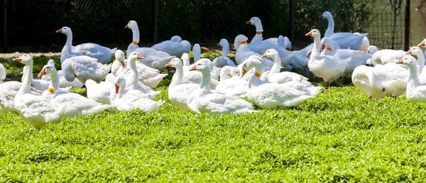 Gänsefarm, Tschechische Republik — Stockfoto