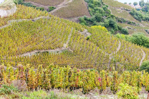 Grand cru vineyard of Cote Rotie, Rhone-Pées — стоковое фото