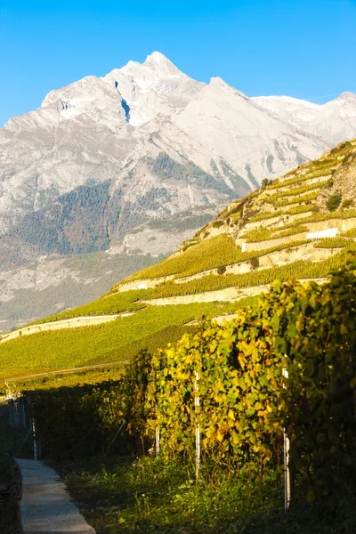 Vinhedos perto de Sion, cantão Valais, Suíça — Fotografia de Stock