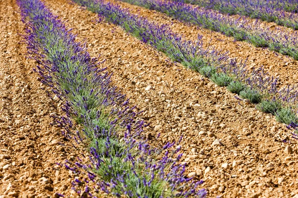 Lawendowe pole, Plateau de Valensole — Zdjęcie stockowe