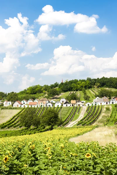 Wijnkelders met wijngaarden, Galgenberg, Neder-Oostenrijk, Oostenrijk — Stockfoto