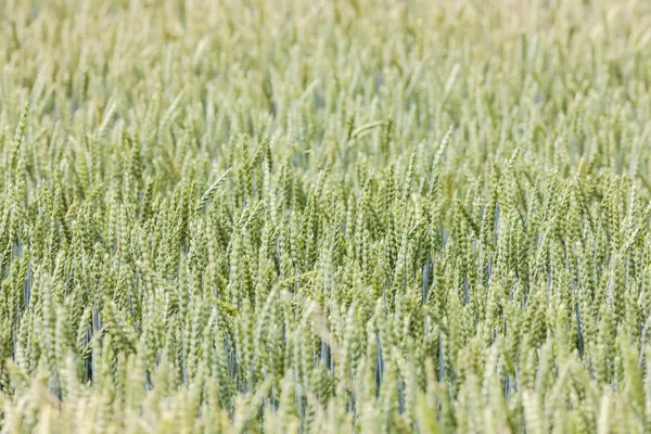 Close up of grain field — Stock Photo, Image