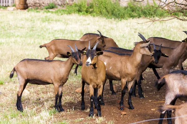 Rebaño de cabras, Aveyron, Mediodia Pirineos, Francia — Foto de Stock