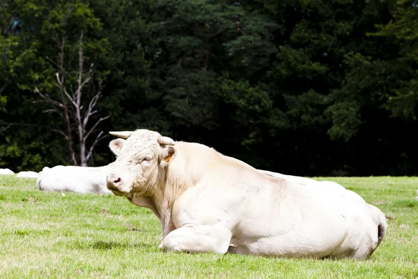 Kor på ängen, Rhone-Alpes, Frankrike — Stockfoto
