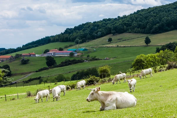 Stádo krav, Rhone-Alpes, Francie — Stock fotografie
