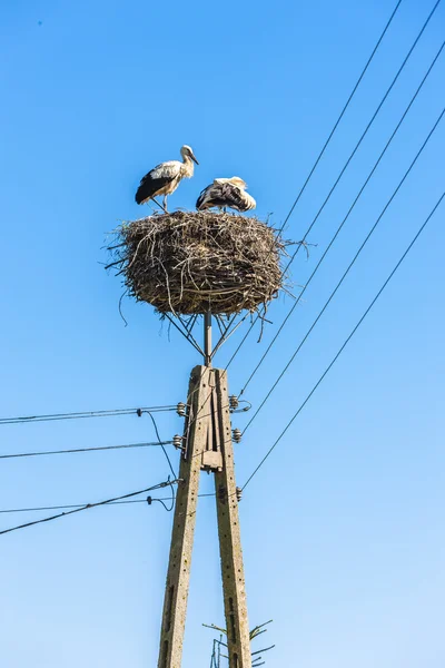 Čápi v hnízdě, Trzescianka, Podleské vojvodství — Stock fotografie