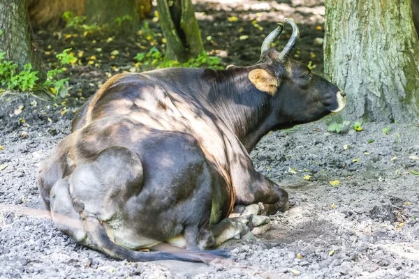 Bizon, Białowieskiego Parku Narodowego — Zdjęcie stockowe