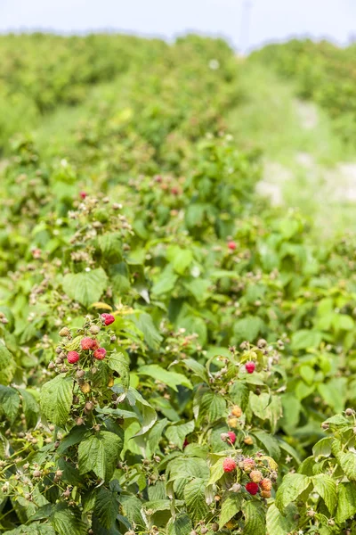 Primer plano de los arbustos de frambuesa — Foto de Stock