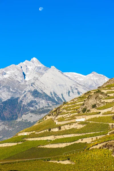 Vingårdar i Sion region, kantonen Valais — Stockfoto