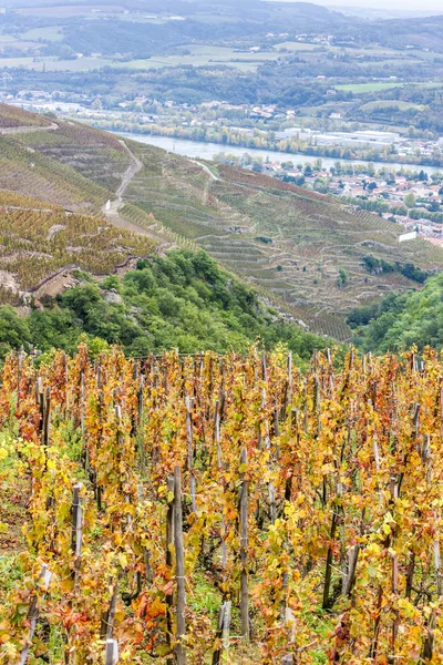 Grande vinha de cru da Costa Rica, Rhone-Alpes — Fotografia de Stock