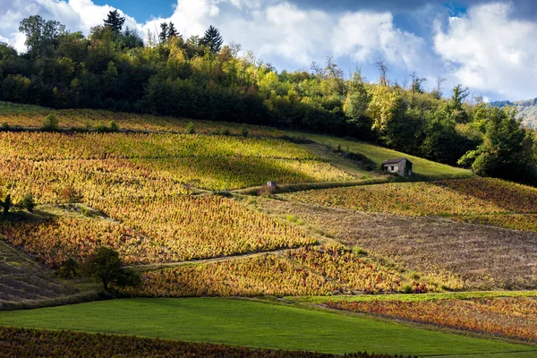 Vinhas de Beaujolais, Rhone-Alpes — Fotografia de Stock