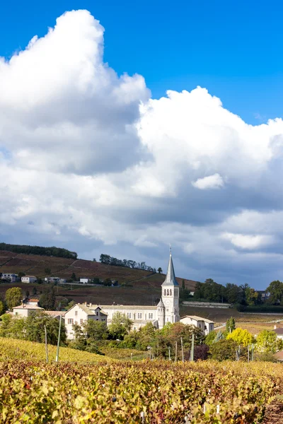 Chenas üzüm, Beaujolais — Stok fotoğraf