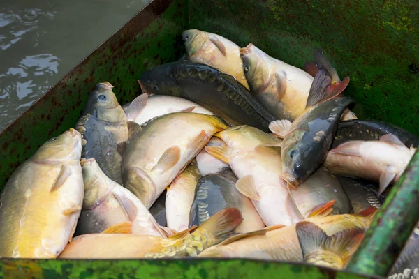 Vida morta da lagoa de colheita — Fotografia de Stock