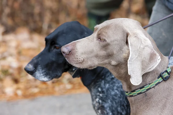 Porträt von Jagdhunden — Stockfoto