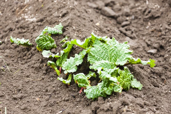 Lit de plantation avec des plantules de rhubarbe — Photo