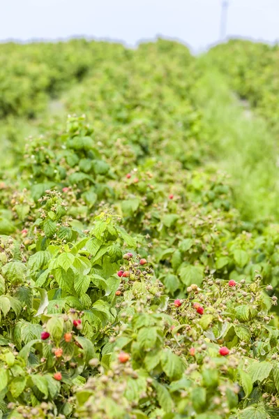 Primer plano de los arbustos de frambuesa — Foto de Stock