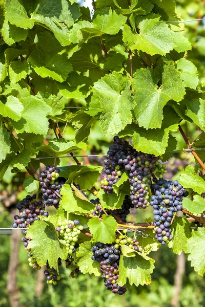 Uvas azuis não maduras em vinha, Baixa Áustria — Fotografia de Stock