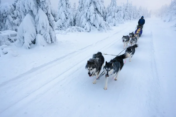 Sledge dogging, Sedivacek's long, Czech Republic — Stock Photo, Image