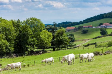 İnekler, Rhône-Alpes, Fransa sürüsü