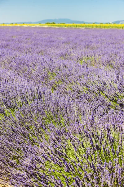 Lavanta alan, plato de valensole, provence, Fransa — Stok fotoğraf