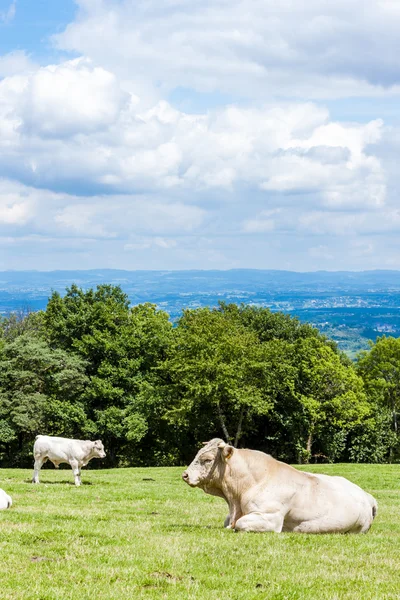 Vacas no prado, Rhone-Alpes, França — Fotografia de Stock