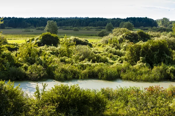 Parque Nacional Biebrza, Voivodia Podlaskie — Fotografia de Stock