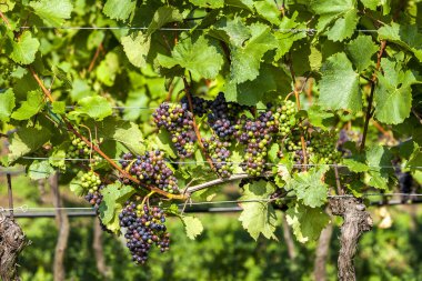 Mavi Koruk üzüm bağı, aşağı Avusturya içinde